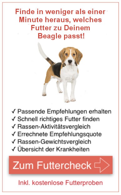 Futterproben Beagle