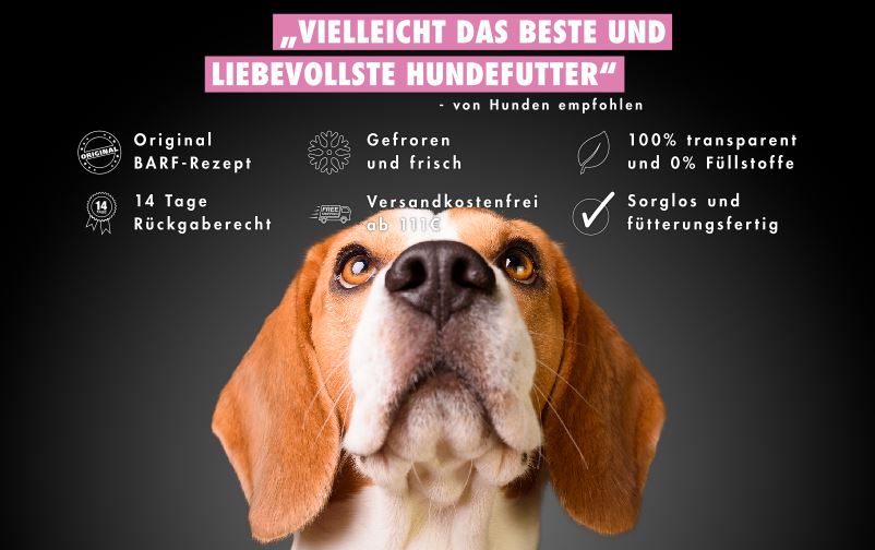 Barfen Beagle