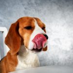 Barf, Rohkost für den Beagle: Vorteile