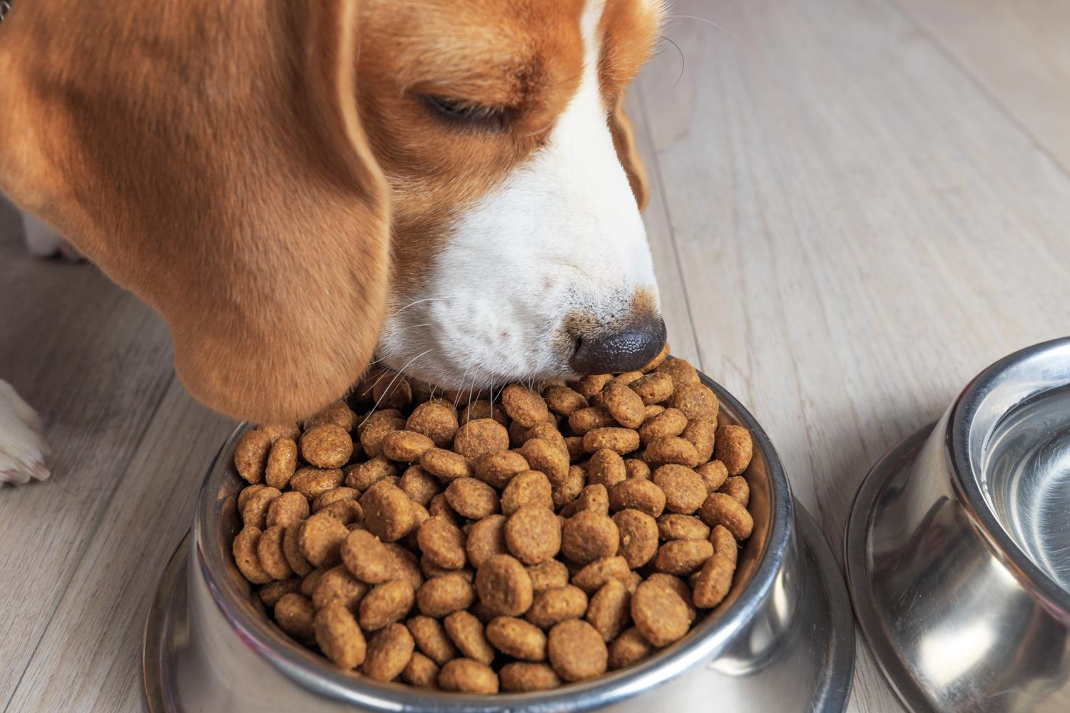 Welches Trockenfutter für Beagle?