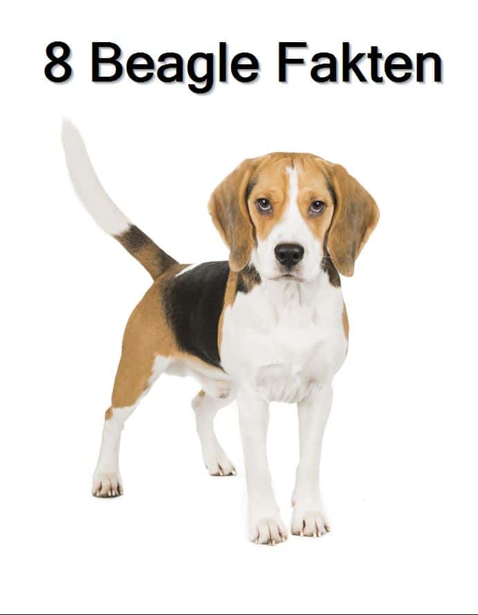 Acht interessante Fakten zur Hunderasse Beagle. Hättest Du es gewusst?