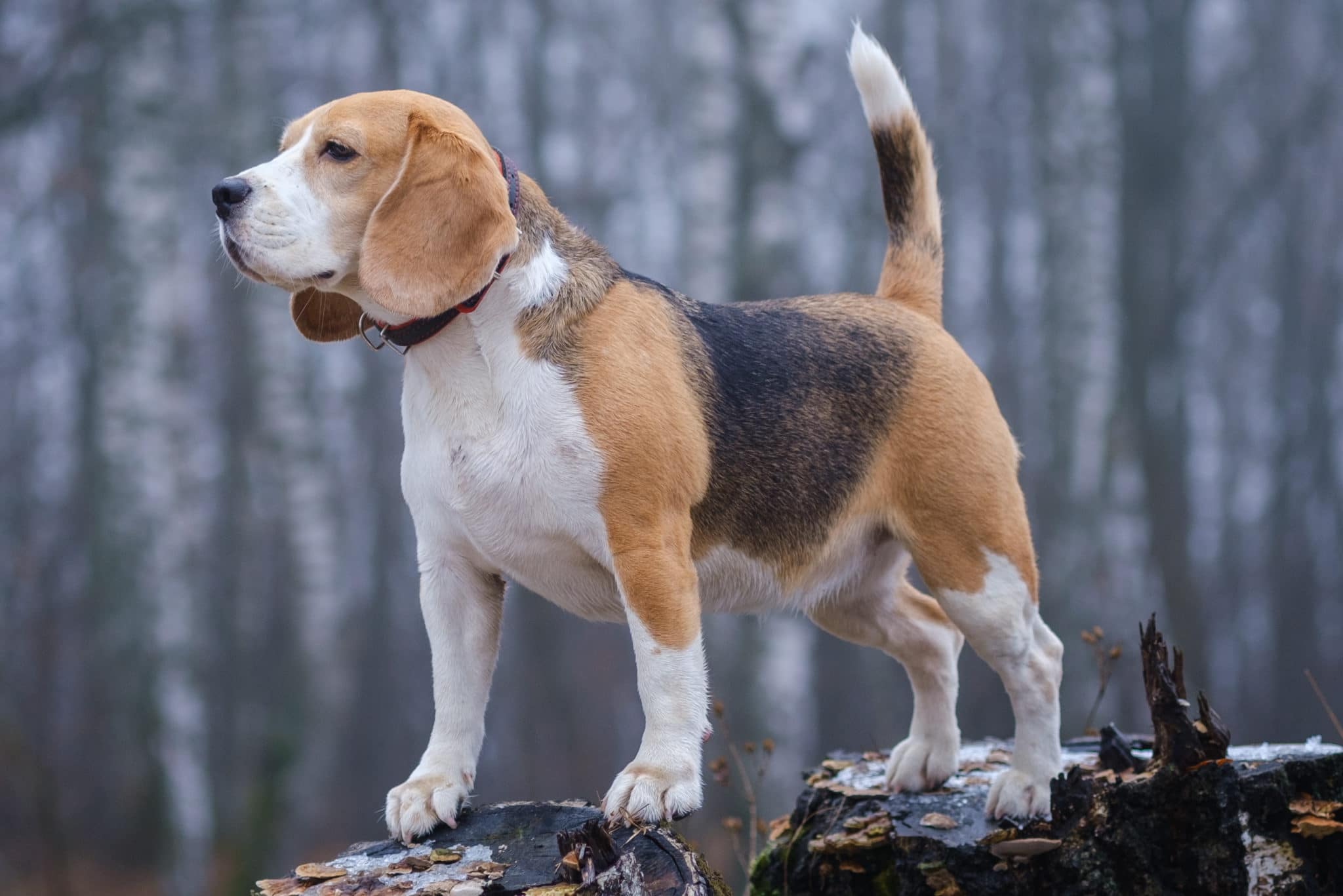 Beagle Hunderasse - Charakter - Wesen - Steckbrief