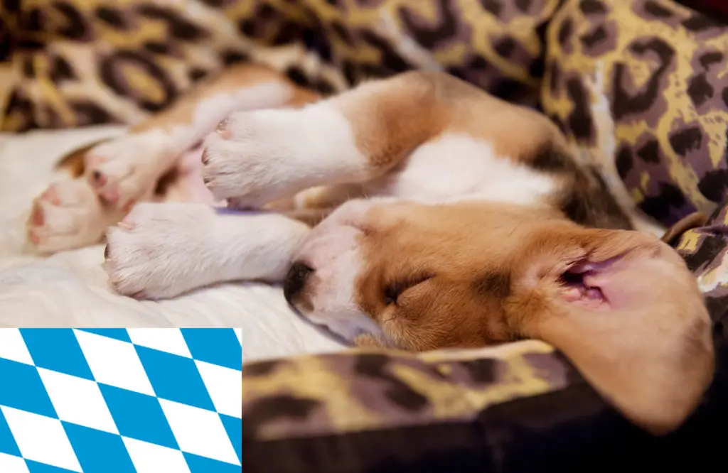 Beagle Züchter mit Welpen Bayern