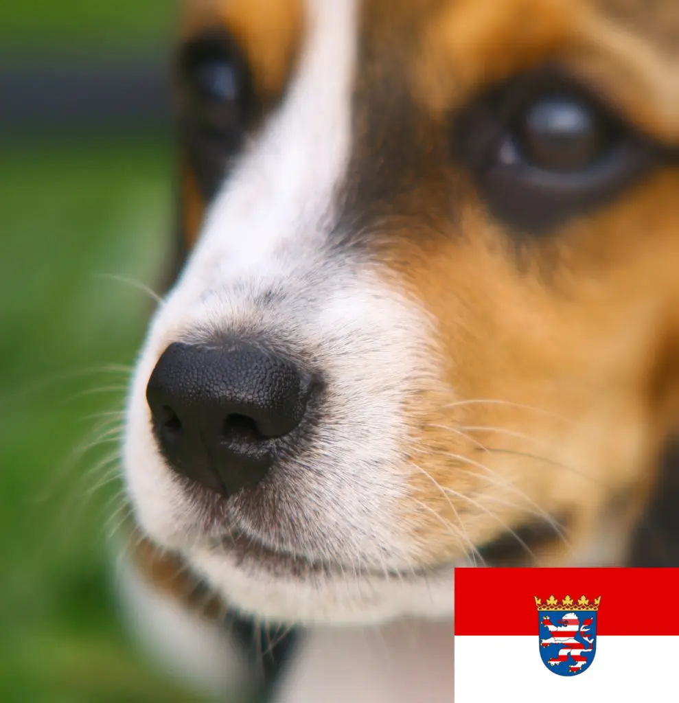 Beagle Züchter mit Welpen Hessen