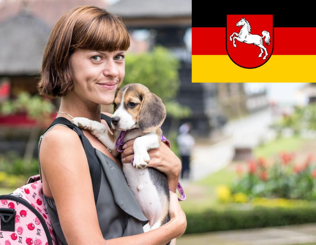 Beagle Züchter mit Welpen Niedersachsen