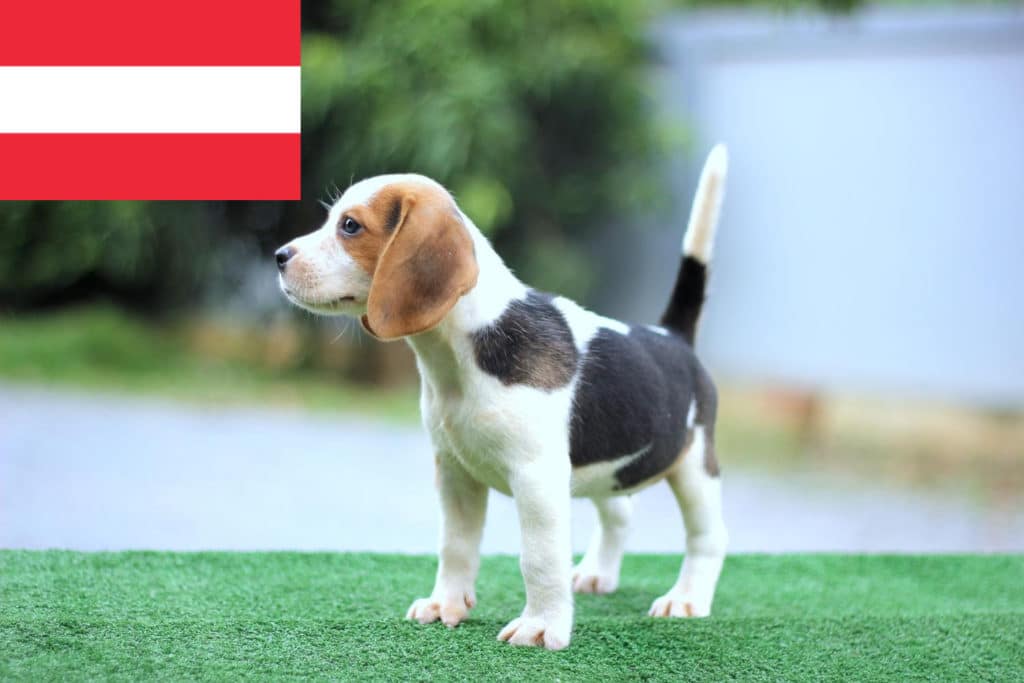 Beagle Züchter mit Welpen Österreich
