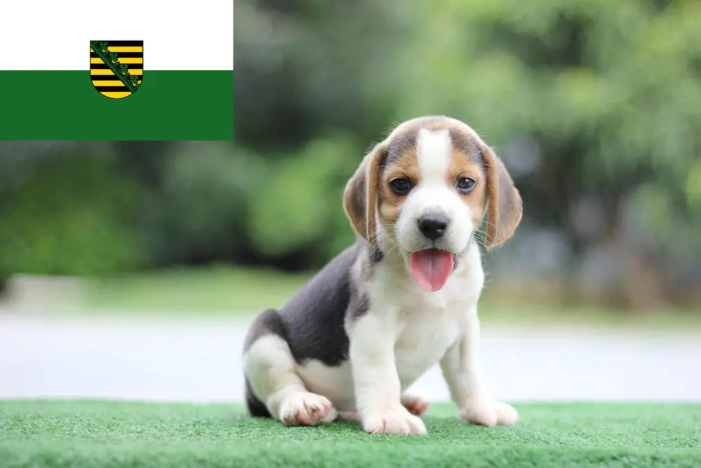 Beagle Züchter mit Welpen Sachsen