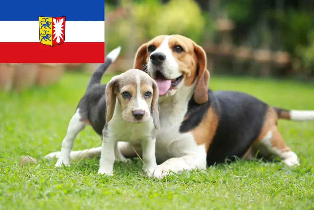 Beagle Züchter mit Welpen Schleswig-Holstein