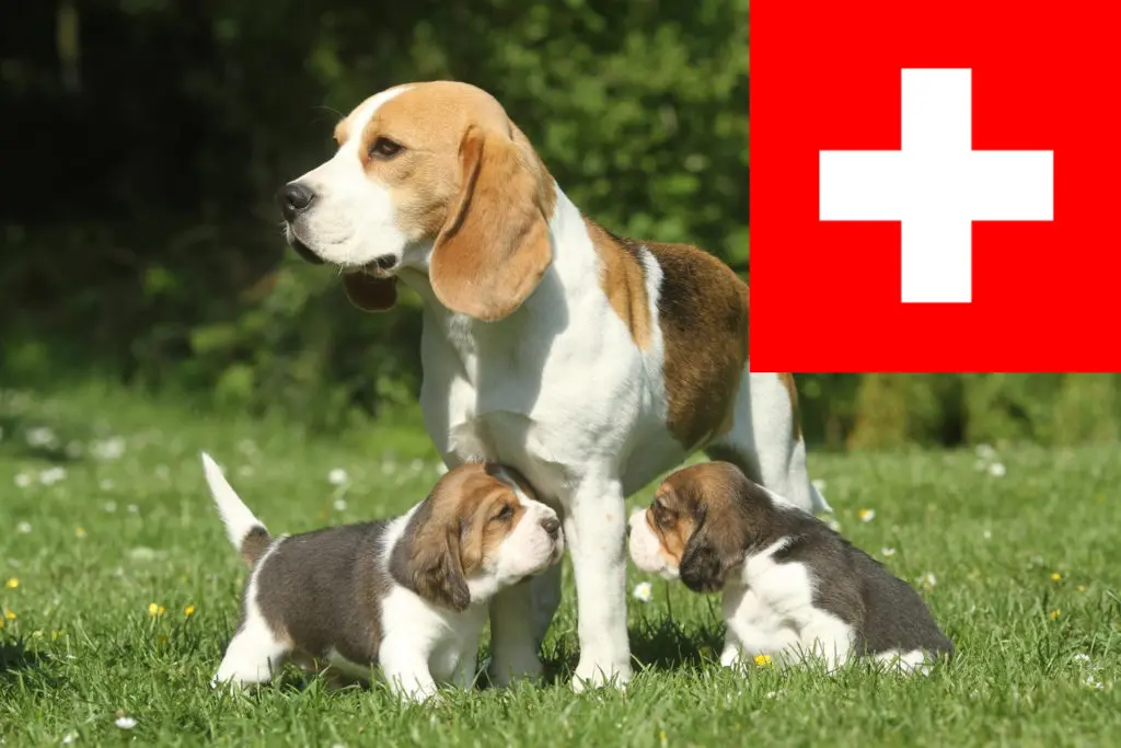 Beagle Züchter mit Welpen Schweiz