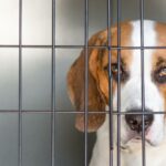 Beagle in Not, aus dem Tierheim oder Tierschutz