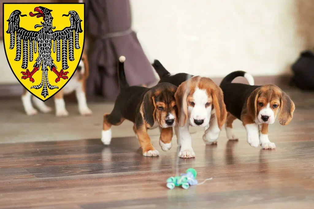 Beagle Züchter mit Welpen Aachen, Nordrhein-Westfalen