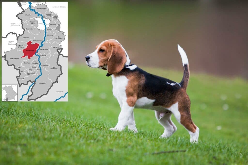 Beagle Züchter mit Welpen Allgäu, Bayern