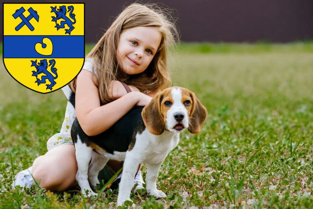 Beagle Züchter mit Welpen Alsdorf, Nordrhein-Westfalen