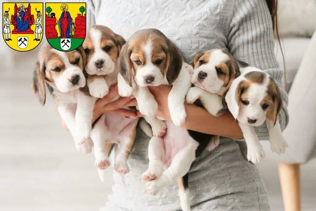 Beagle Züchter mit Welpen Annaberg-Buchholz, Sachsen