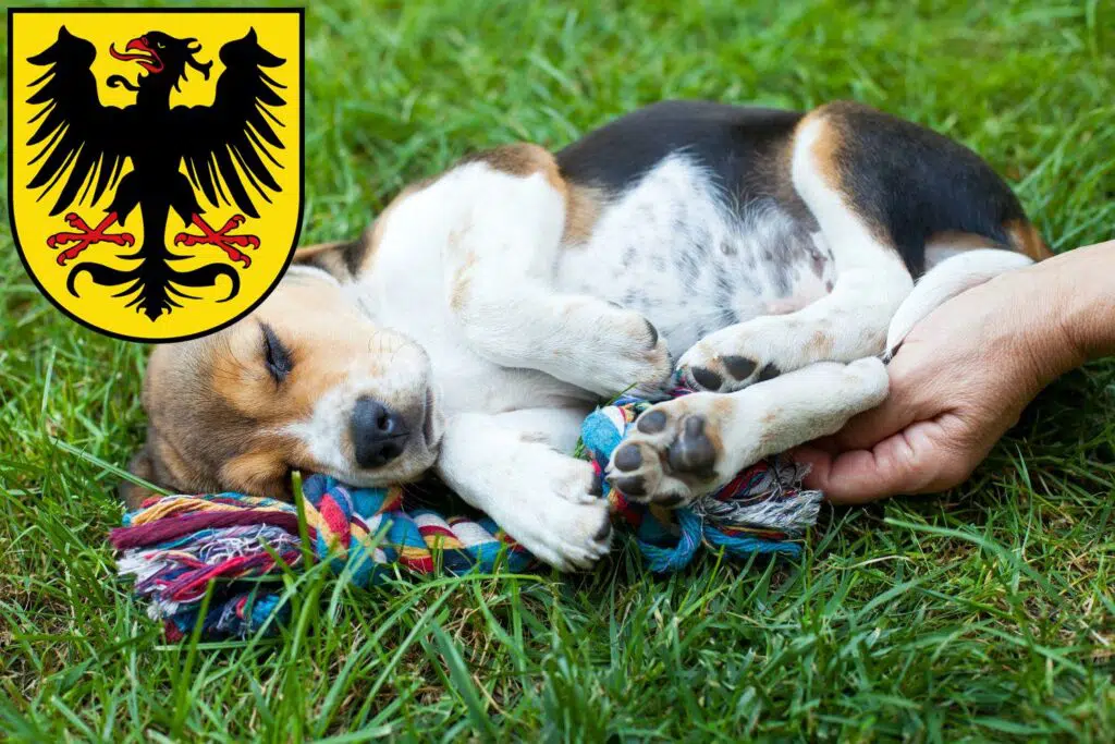 Beagle Züchter mit Welpen Arnstadt, Thüringen