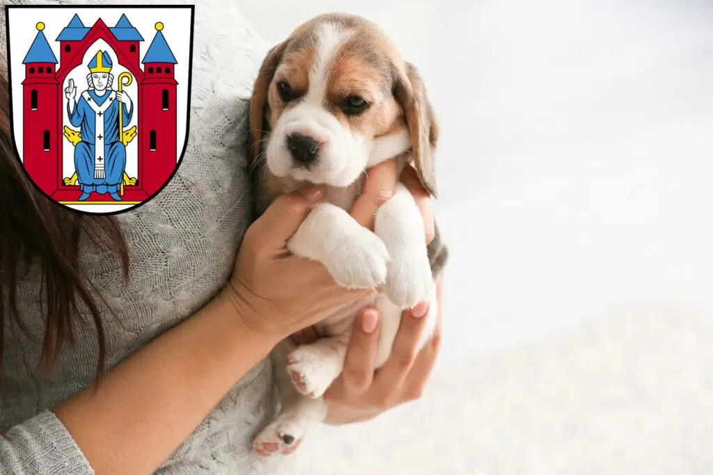 Beagle Züchter mit Welpen Aschaffenburg, Bayern