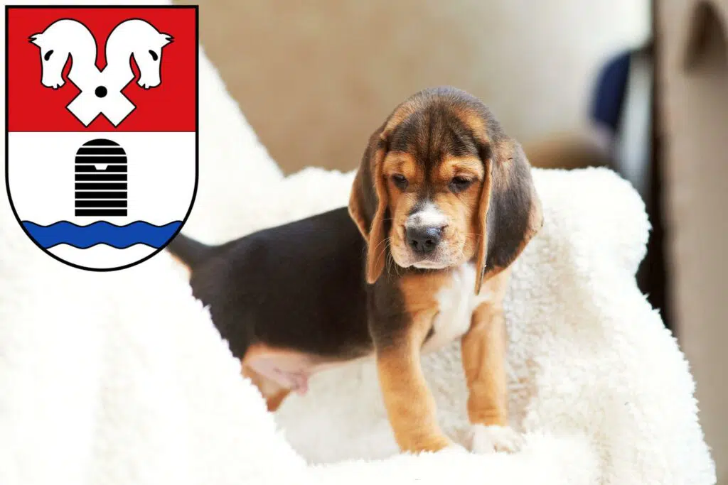 Beagle Züchter mit Welpen Bad Fallingbostel, Niedersachsen