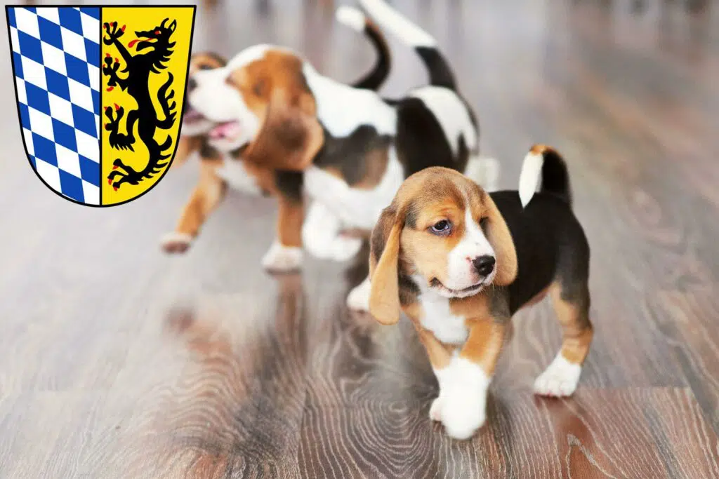 Beagle Züchter mit Welpen Bad Reichenhall, Bayern