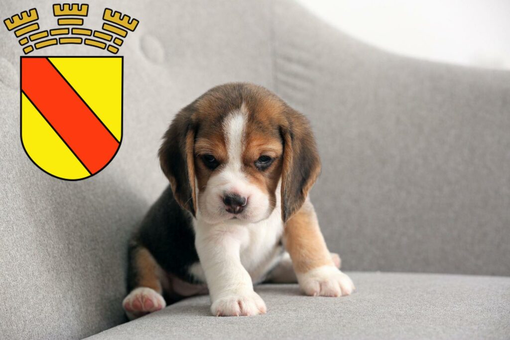 Beagle Züchter mit Welpen Baden-Baden, Baden-Württemberg
