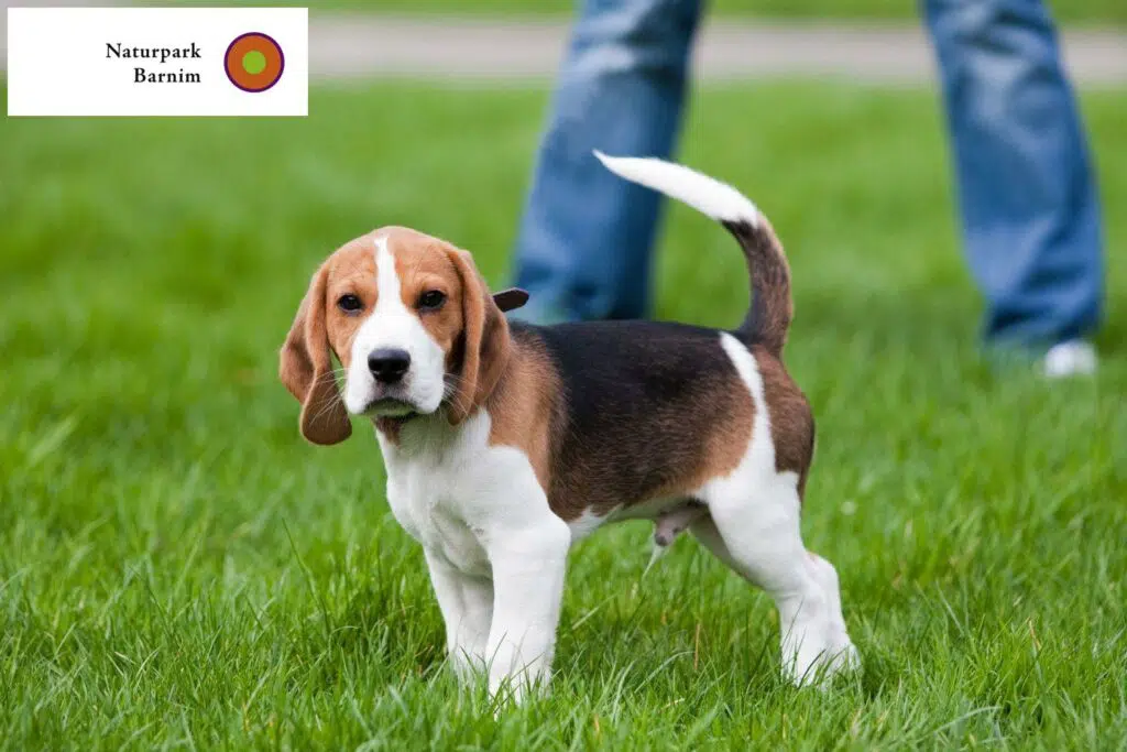 Beagle Züchter mit Welpen Barnim, Brandenburg