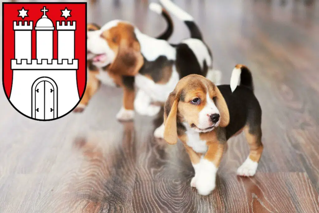 Beagle Züchter mit Welpen Bergedorf, Hamburg