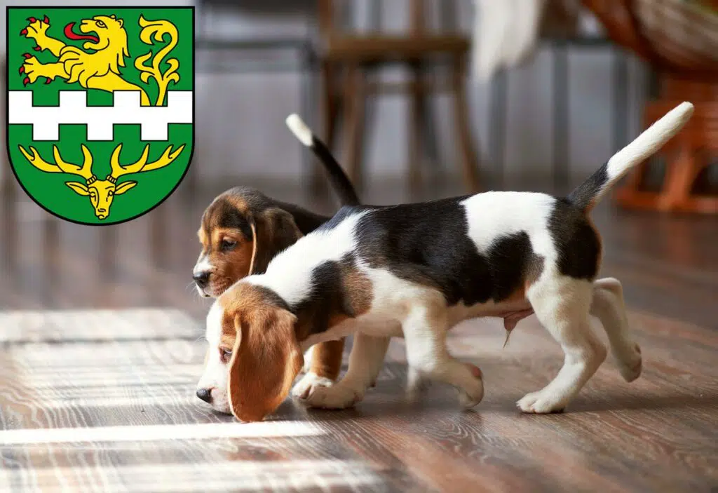 Beagle Züchter mit Welpen Bergisch Gladbach, Nordrhein-Westfalen