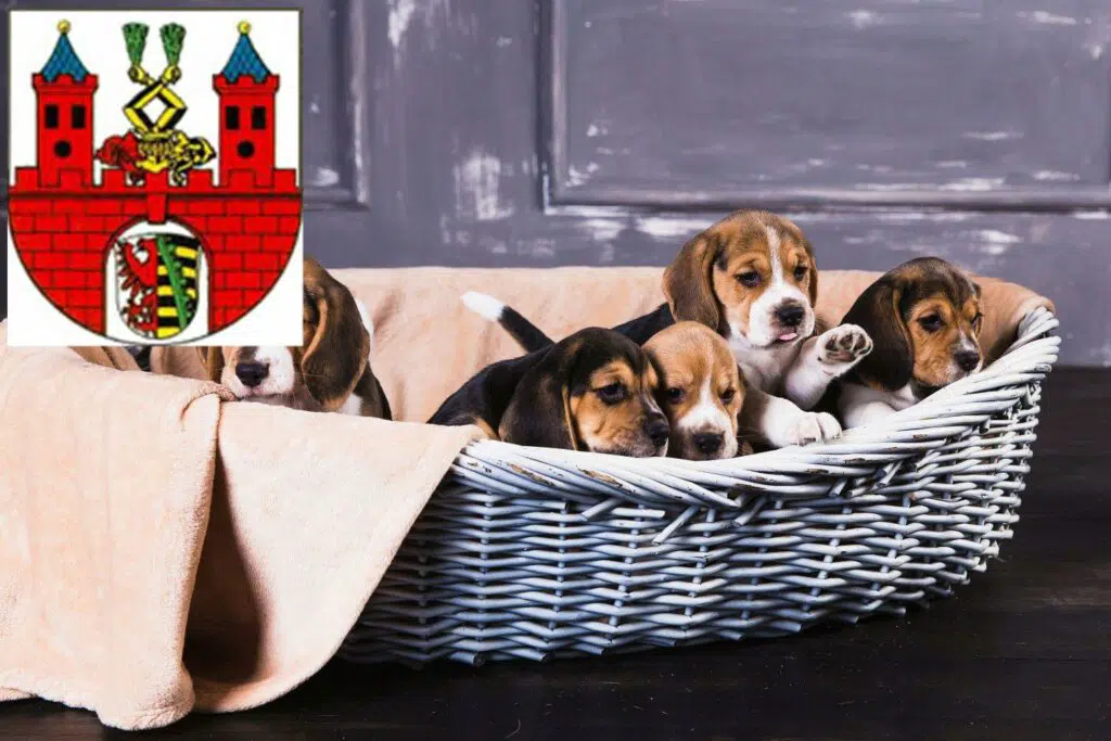 Beagle Züchter mit Welpen Bernburg (Saale), Sachsen-Anhalt