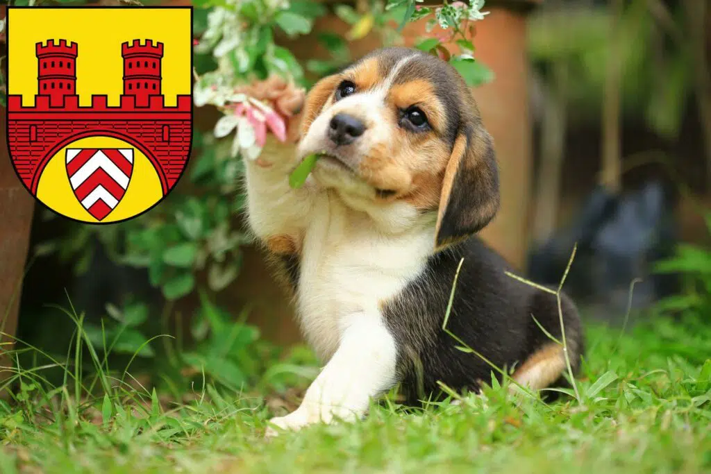 Beagle Züchter mit Welpen Bielefeld, Nordrhein-Westfalen