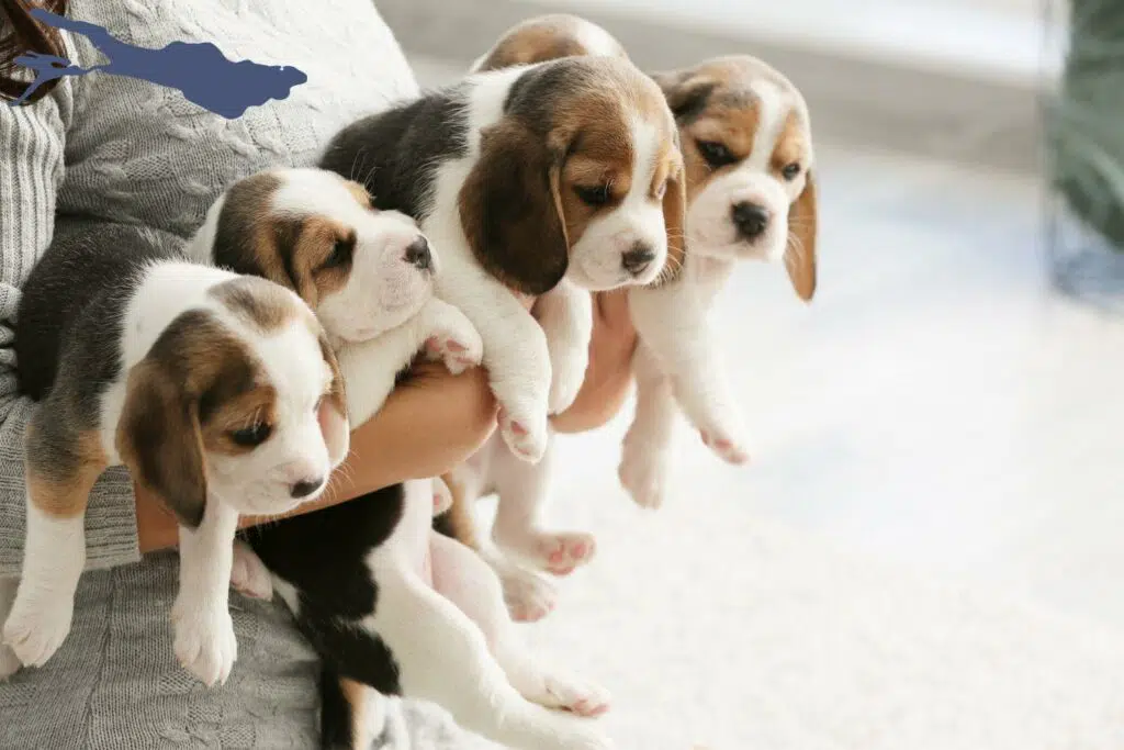 Beagle Züchter mit Welpen Bodensee, Baden-Württemberg