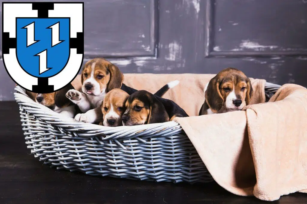 Beagle Züchter mit Welpen Bottrop, Nordrhein-Westfalen