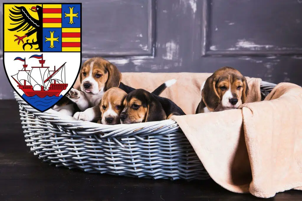 Beagle Züchter mit Welpen Brake (Unterweser), Niedersachsen
