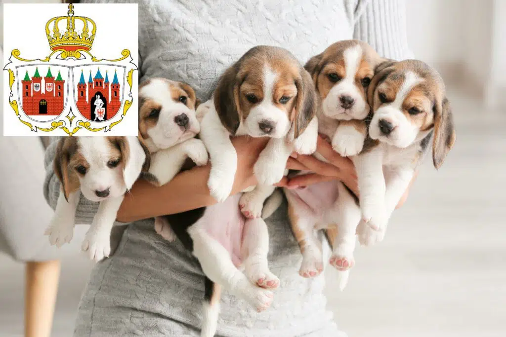 Beagle Züchter mit Welpen Brandenburg an der Havel, Brandenburg