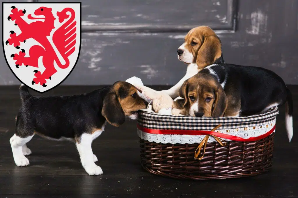 Beagle Züchter mit Welpen Braunschweig, Niedersachsen