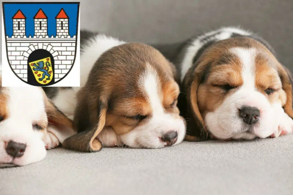 Beagle Züchter mit Welpen Celle, Niedersachsen