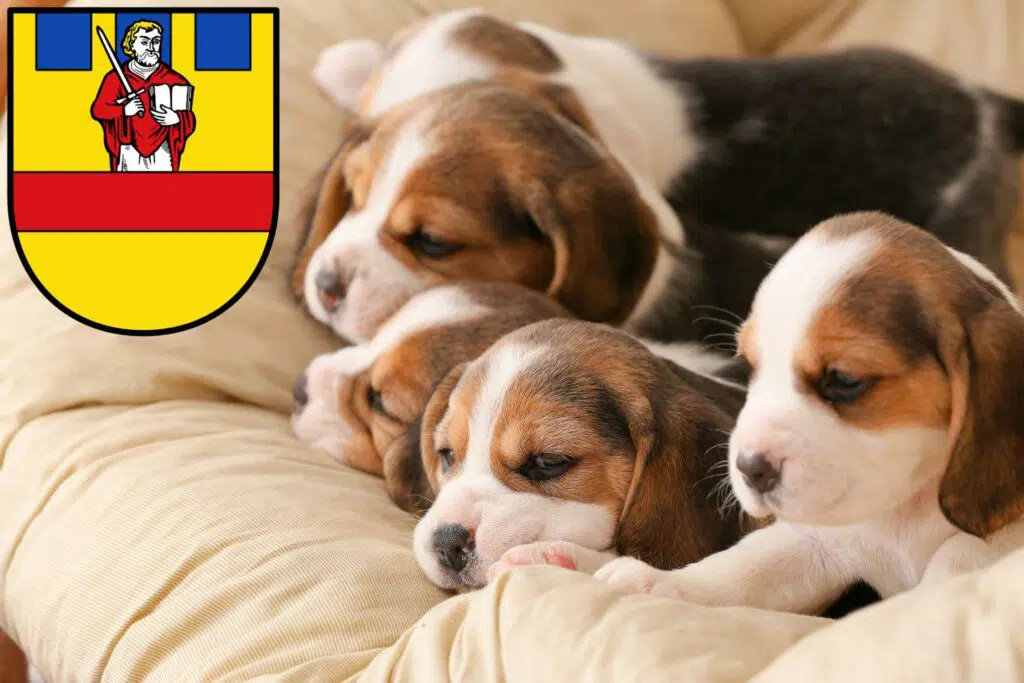 Beagle Züchter mit Welpen Cloppenburg, Niedersachsen