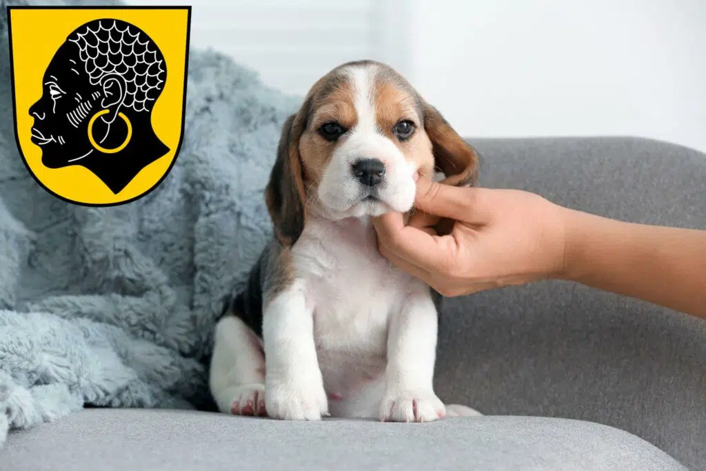 Beagle Züchter mit Welpen Coburg, Bayern