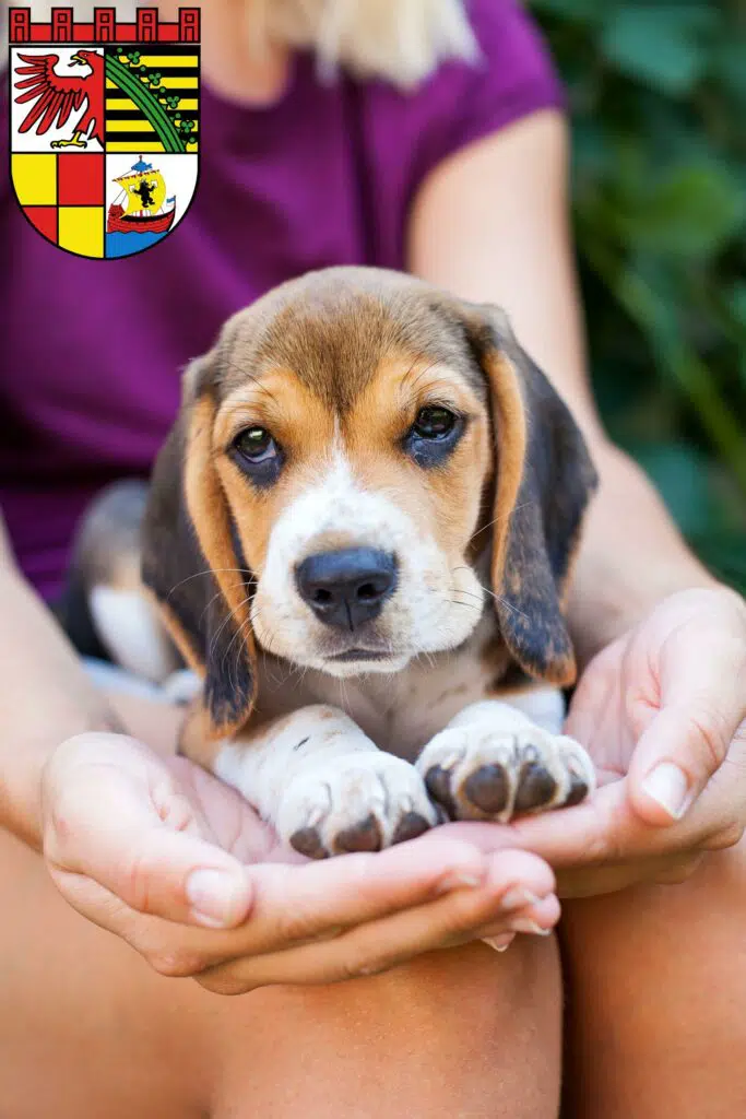 Beagle Züchter mit Welpen Dessau-Roßlau, Sachsen-Anhalt