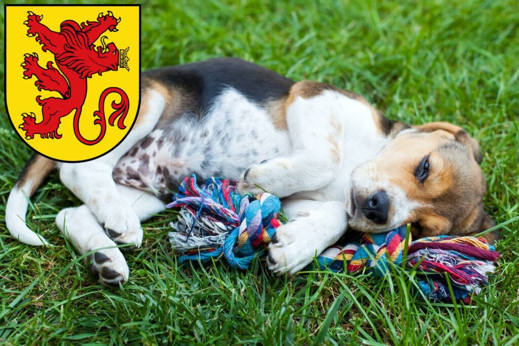 Beagle Züchter mit Welpen Diepholz, Niedersachsen