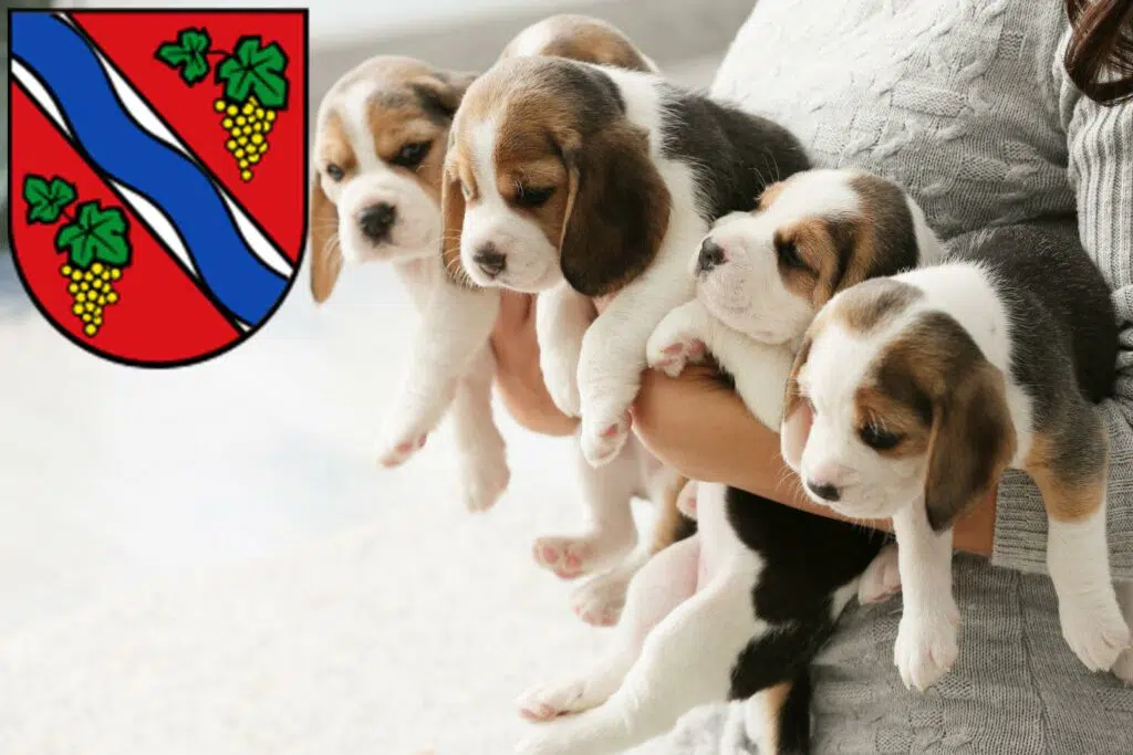 Beagle Züchter mit Welpen Dietzenbach, Hessen