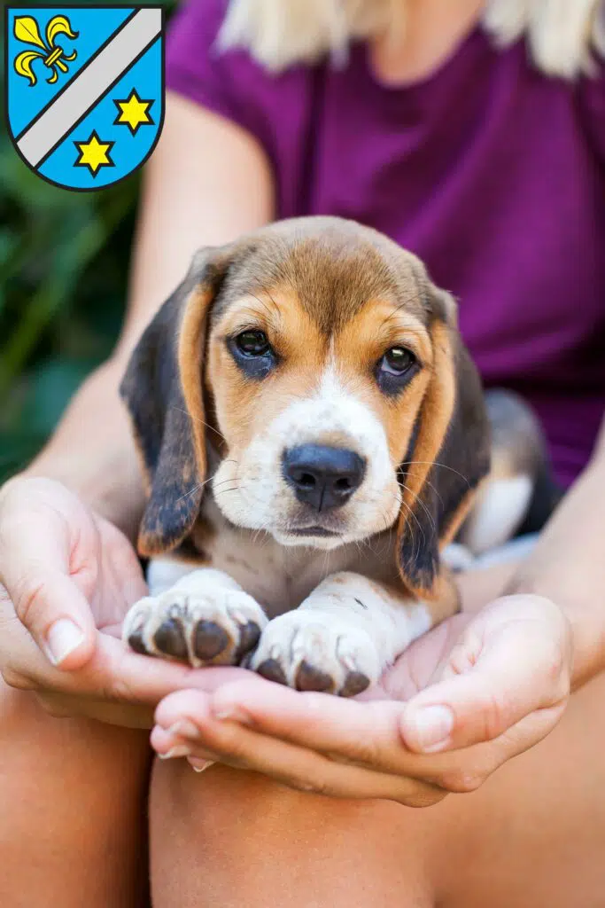 Beagle Züchter mit Welpen Dillingen an der Donau, Bayern