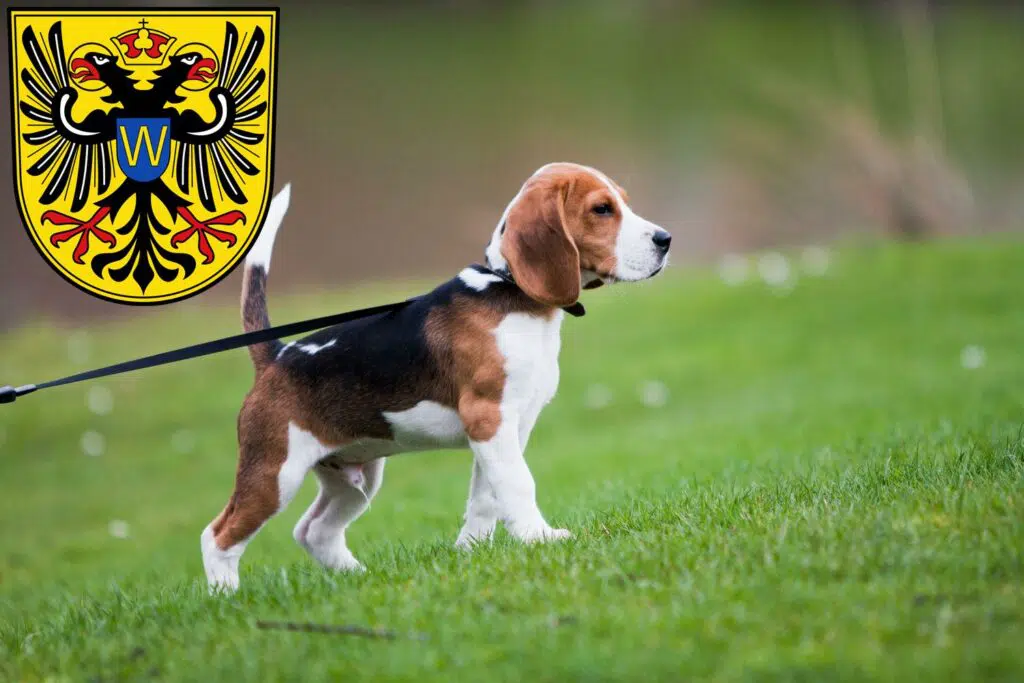 Beagle Züchter mit Welpen Donauwörth, Bayern