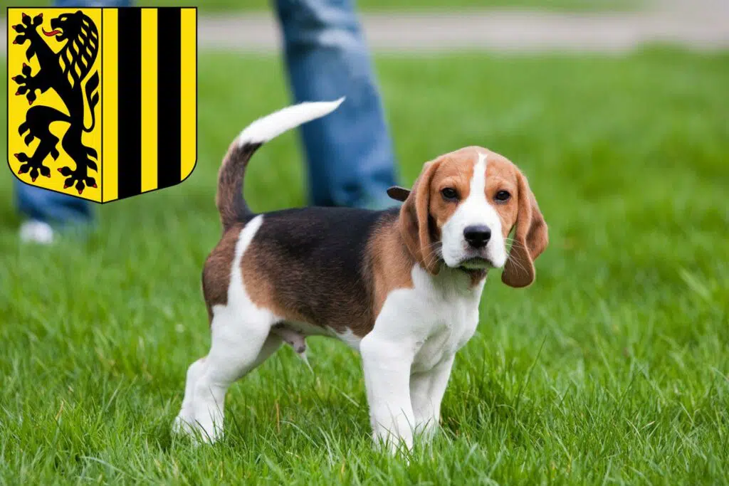 Beagle Züchter mit Welpen Dresden, Sachsen