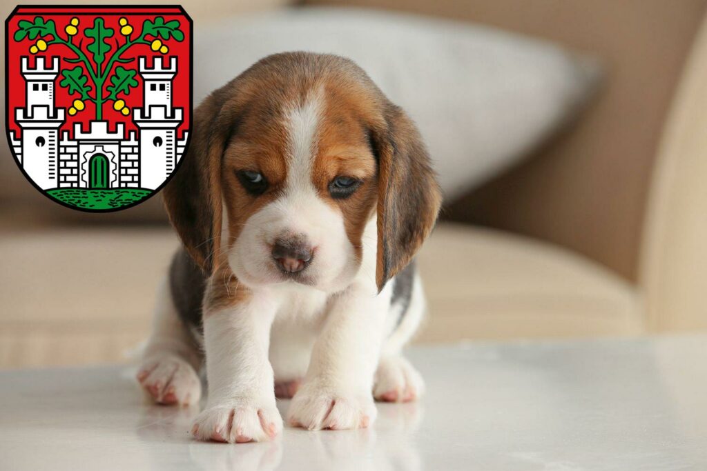 Beagle Züchter mit Welpen Eichstätt, Bayern