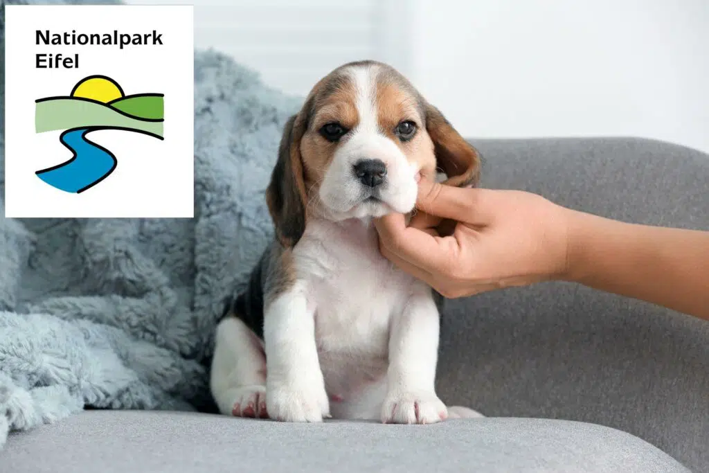 Beagle Züchter mit Welpen Eifel, Rheinland-Pfalz