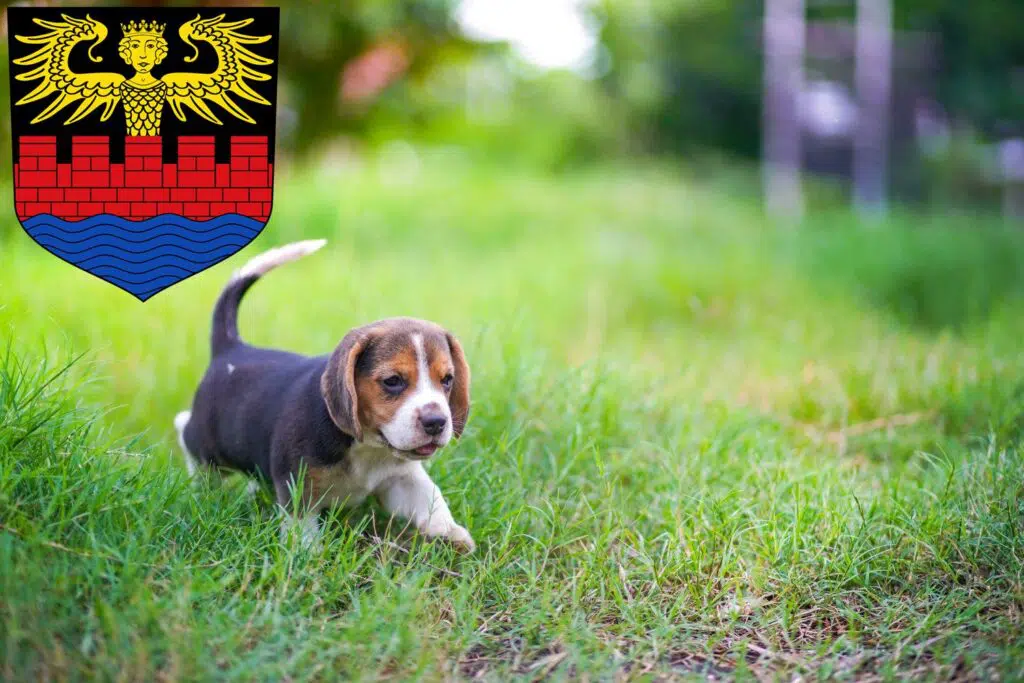 Beagle Züchter mit Welpen Emden, Niedersachsen