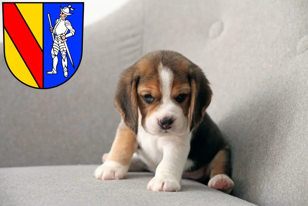 Beagle Züchter mit Welpen Emmendingen, Baden-Württemberg