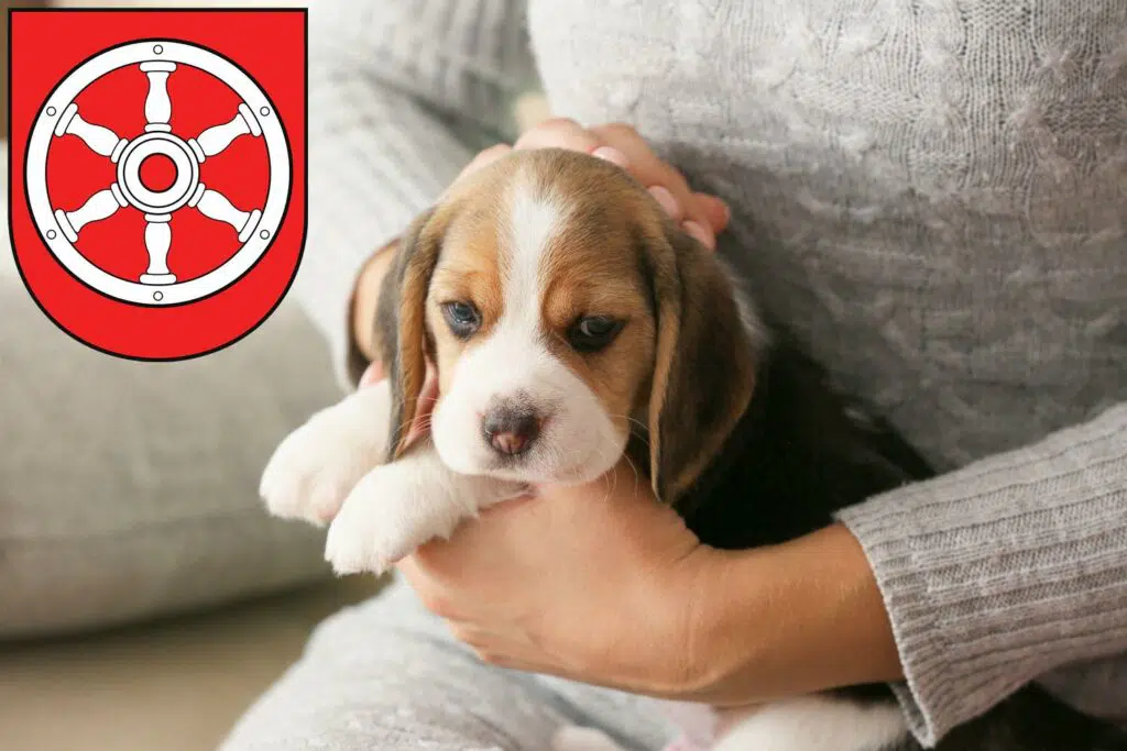 Beagle Züchter mit Welpen Erfurt, Thüringen