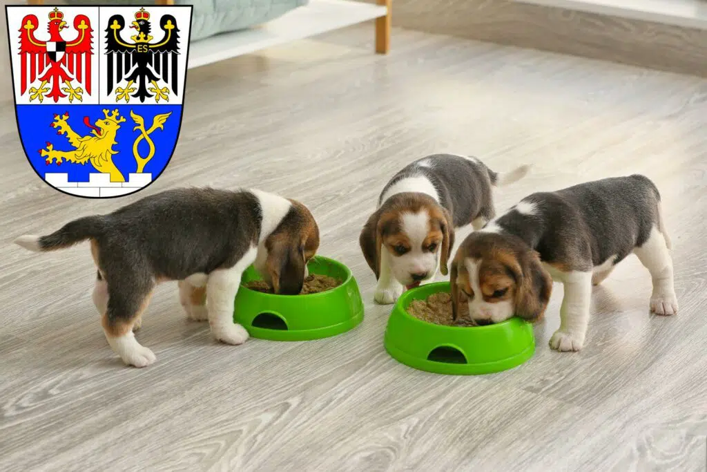 Beagle Züchter mit Welpen Erlangen, Bayern