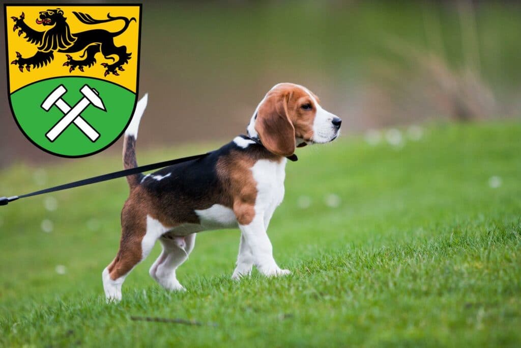 Beagle Züchter mit Welpen Erzgebirge, Sachsen
