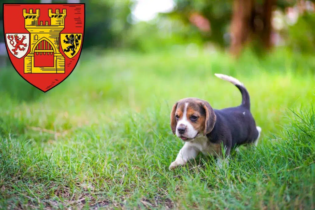 Beagle Züchter mit Welpen Euskirchen, Nordrhein-Westfalen